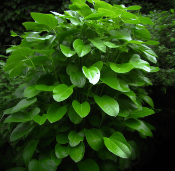 Stephania japonica - Interstellar Blends