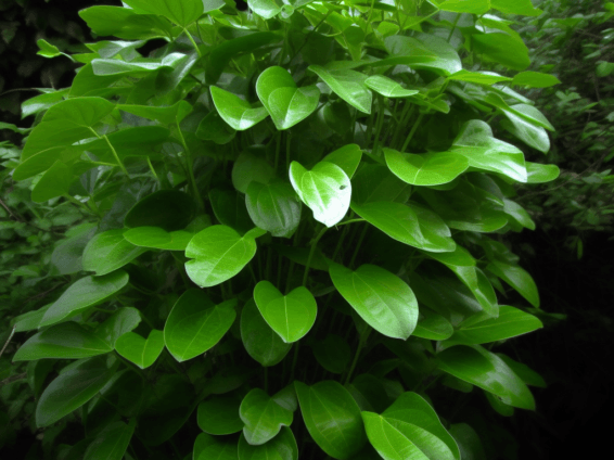 Stephania japonica - Interstellar Blends