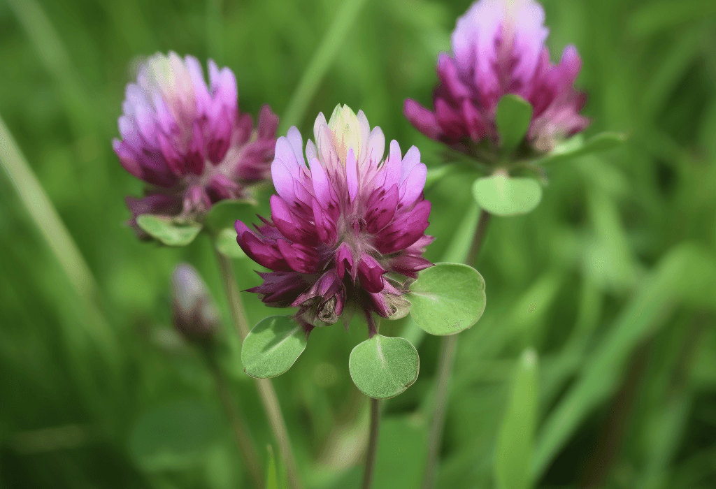 Trifolium pratense – A striking image of Trifolium pratense (Red Clover), an herb in Interstellar Blends for hormone balance and detoxification.