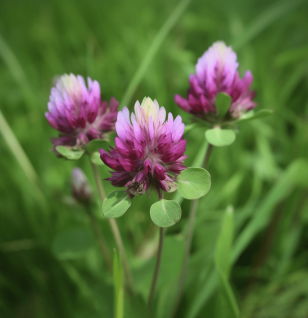 Trifolium pratense – A striking image of Trifolium pratense (Red Clover), an herb in Interstellar Blends for hormone balance and detoxification.
