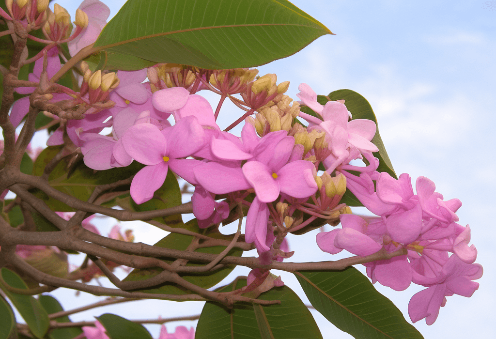 Lapacho (Tabebuia impetiginosa) – A close-up of Lapacho (Pau d'Arco) bark, an antifungal and immune-supporting ingredient in Interstellar Blends.