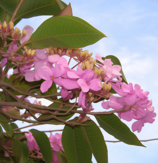 Lapacho (Tabebuia impetiginosa) – A close-up of Lapacho (Pau d'Arco) bark, an antifungal and immune-supporting ingredient in Interstellar Blends.