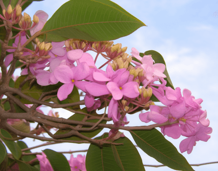 Lapacho (Tabebuia impetiginosa) – A close-up of Lapacho (Pau d'Arco) bark, an antifungal and immune-supporting ingredient in Interstellar Blends.