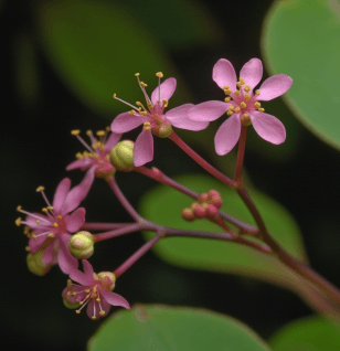 Talinum paniculatum - Interstellar Blends