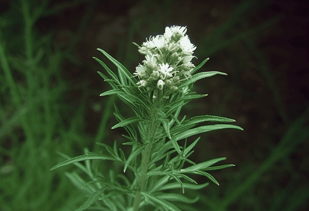 Artemisia dracunculus – A striking image of Artemisia dracunculus, an herb in Interstellar Blends for liver detoxification and metabolic health.