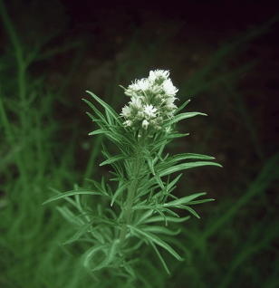 Artemisia dracunculus – A striking image of Artemisia dracunculus, an herb in Interstellar Blends for liver detoxification and metabolic health.