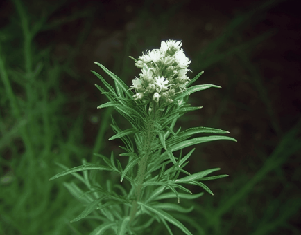 Artemisia dracunculus – A striking image of Artemisia dracunculus, an herb in Interstellar Blends for liver detoxification and metabolic health.