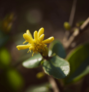 Taxillus chinensis (Chinese Mistletoe) plant illustration, a parasitic medicinal herb featured in Interstellar Blends' herbal formulas, known for its anti-inflammatory, antihypertensive, and immune-modulating properties ChatGPT can make mistakes. Check important info.
