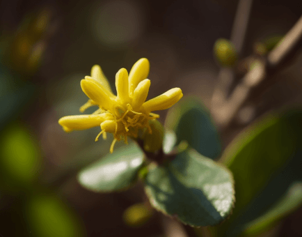 Taxillus chinensis (Chinese Mistletoe) plant illustration, a parasitic medicinal herb featured in Interstellar Blends' herbal formulas, known for its anti-inflammatory, antihypertensive, and immune-modulating properties ChatGPT can make mistakes. Check important info.