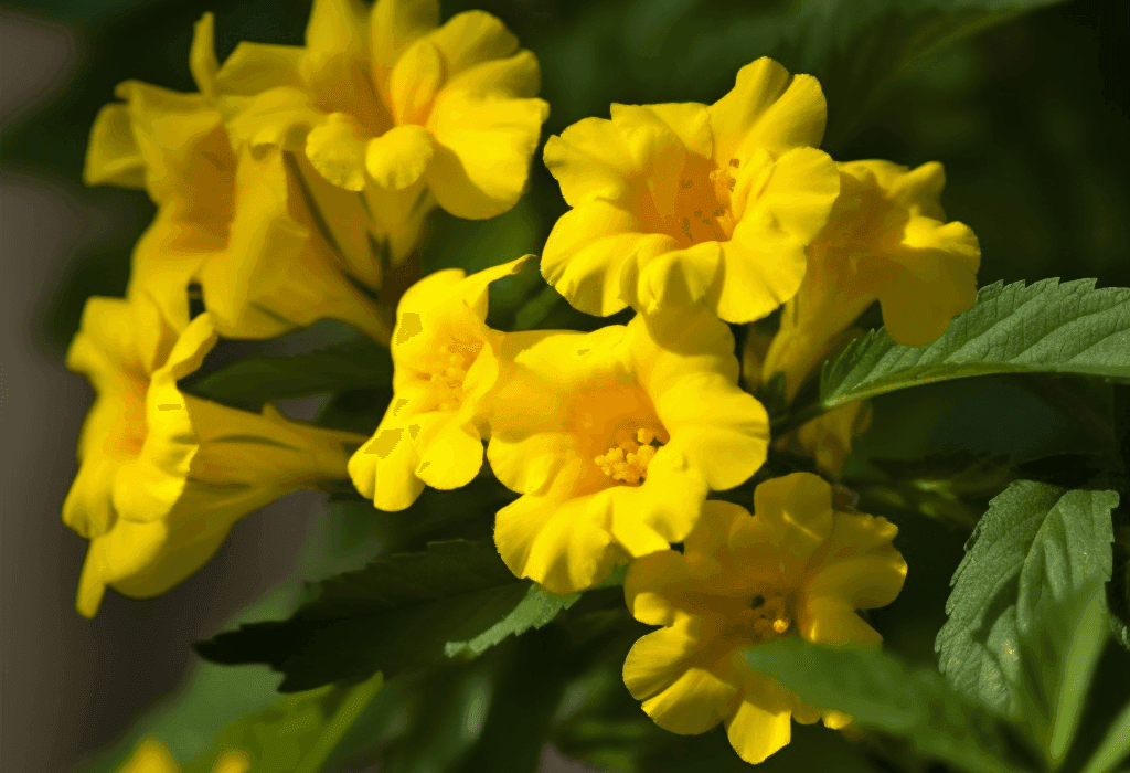 Tecoma Stans Flowers - Interstellar Blends