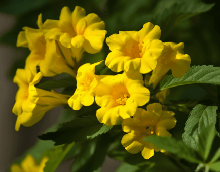 Tecoma Stans Flowers - Interstellar Blends