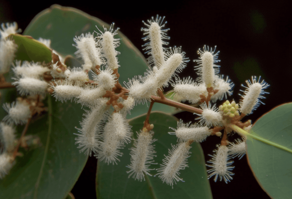 Terminalia Arjuna - Interstellar Blends