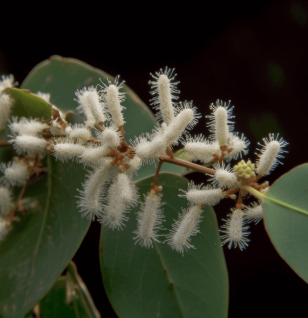 Terminalia Arjuna - Interstellar Blends