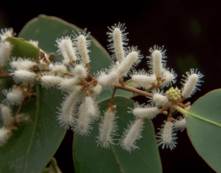 Terminalia Arjuna - Interstellar Blends