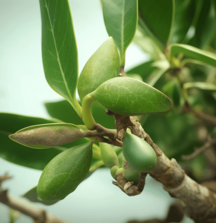 Terminalia Catappa - Interstellar Blends