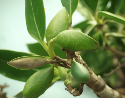 Terminalia Catappa - Interstellar Blends