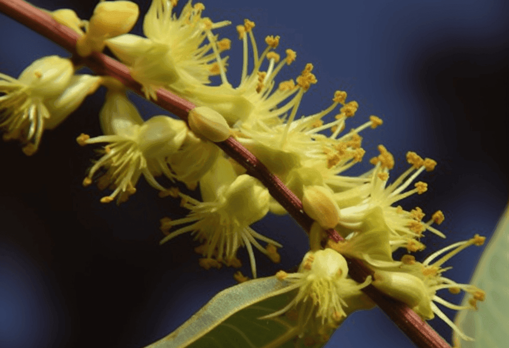 Terminalia Pallida - Interstellar Blends