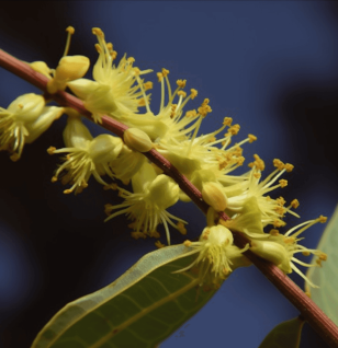 Terminalia Pallida - Interstellar Blends