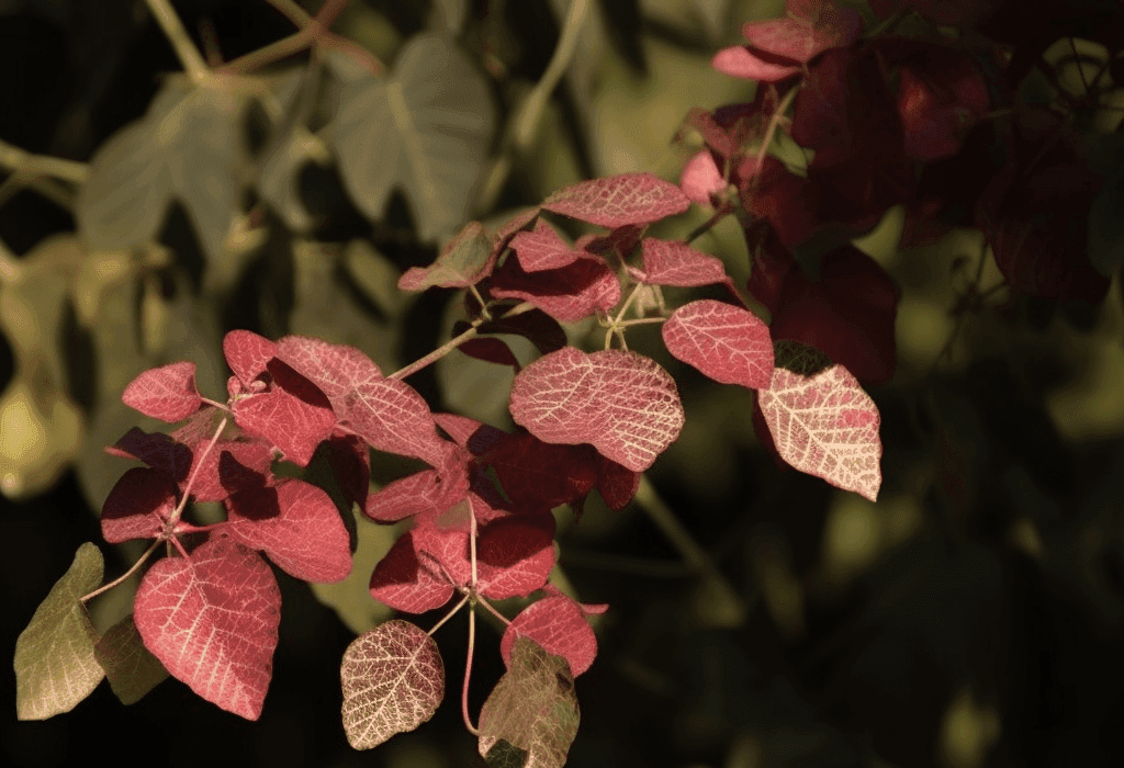 Terminalia Paniculata – A powerful Ayurvedic herb known for its antioxidant and anti-inflammatory properties. Featured in Interstellar Blends for its potential health benefits, including immune support and vitality enhancement.