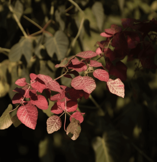Terminalia Paniculata – A powerful Ayurvedic herb known for its antioxidant and anti-inflammatory properties. Featured in Interstellar Blends for its potential health benefits, including immune support and vitality enhancement.