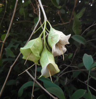Tetracarpidium Conophorum - Interstellar Blends