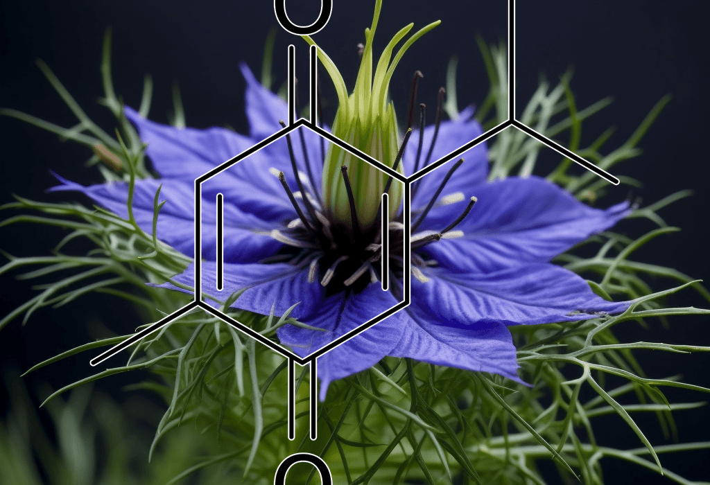 Thymoquinone (Nigella sativa) – A detailed image of Thymoquinone, the active compound in Black Seed (Nigella sativa), featured in Interstellar Blends for immune and anti-inflammatory support.