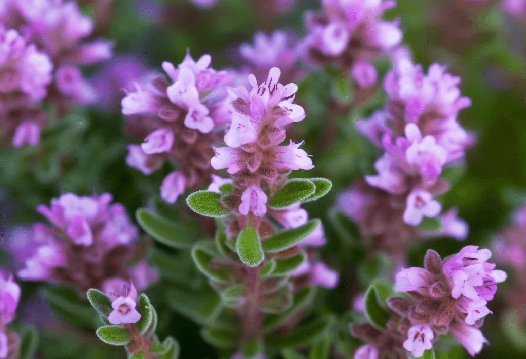 Thymus serpyllum (Wild Thyme) – a vibrant, low-growing herb with delicate purple flowers, known for its potent antioxidant and antimicrobial properties. Featured in Interstellar Blends for its health-boosting benefits.