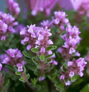 Thymus serpyllum (Wild Thyme) – a vibrant, low-growing herb with delicate purple flowers, known for its potent antioxidant and antimicrobial properties. Featured in Interstellar Blends for its health-boosting benefits.