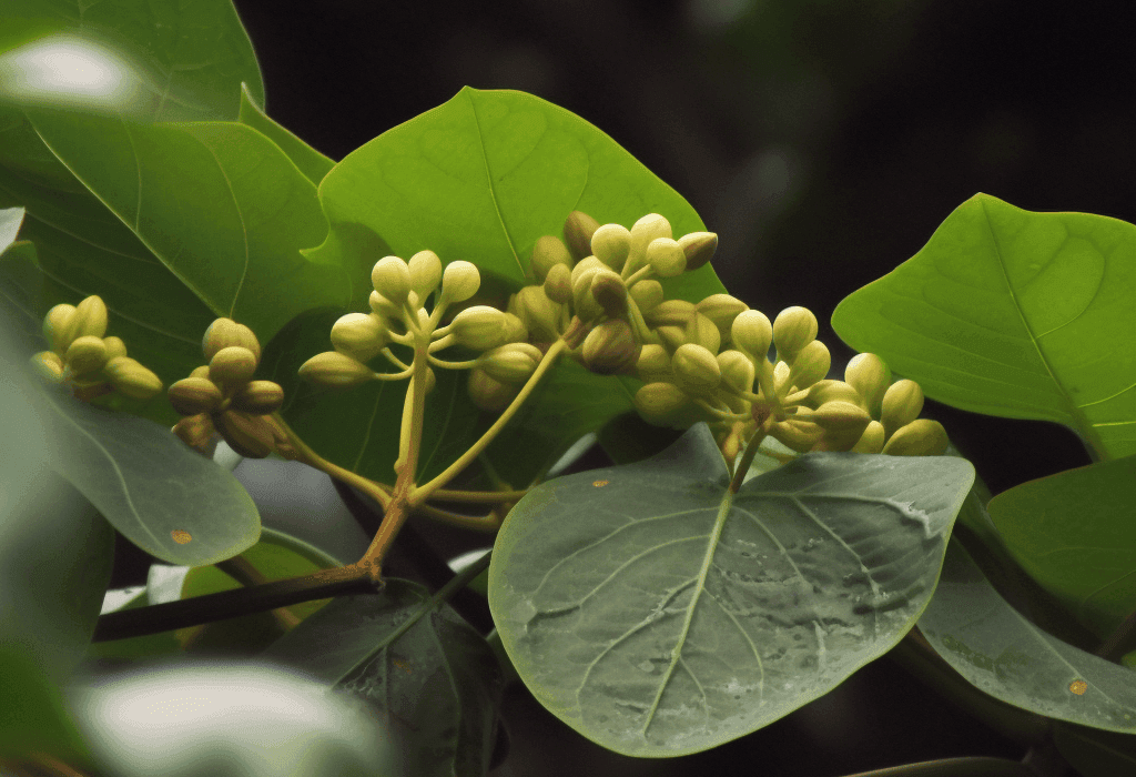 Tinospora Cordifolia (Guduchi) – A powerful adaptogenic herb with heart-shaped leaves and climbing vine structure, known for its immune-boosting and anti-inflammatory properties. Featured in Interstellar Blends’ herbal formulations for optimal health and vitality.