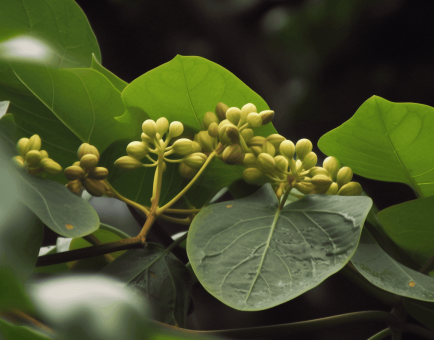 Tinospora Cordifolia (Guduchi) – A powerful adaptogenic herb with heart-shaped leaves and climbing vine structure, known for its immune-boosting and anti-inflammatory properties. Featured in Interstellar Blends’ herbal formulations for optimal health and vitality.