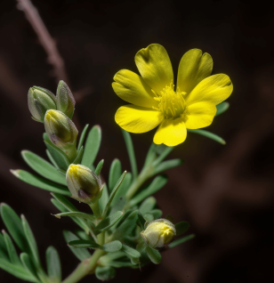 Tribulus terrestris – A striking capture of Tribulus terrestris, an herb in Interstellar Blends for hormonal balance and stamina.