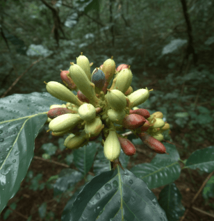 Trichilia Catigua - Interstellar Blends