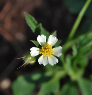 Tridax Procumbens – A powerful herbal remedy featured on Interstellar Blends, known for its antioxidant, anti-inflammatory, and wound-healing properties.