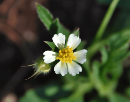 Tridax Procumbens – A powerful herbal remedy featured on Interstellar Blends, known for its antioxidant, anti-inflammatory, and wound-healing properties.