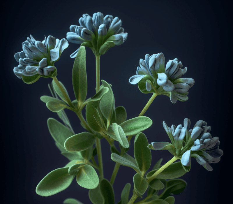 Trigonella-caerulea - Interstellar Blends