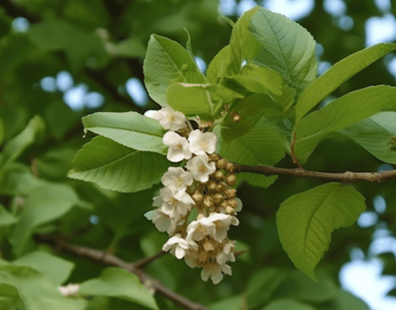 Ulmus Wallichiana (Himalayan Elm) – A powerful herbal ingredient featured in Interstellar Blends, known for its traditional use in promoting joint health, reducing inflammation, and supporting overall vitality.