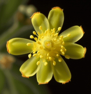 Umbellularia californica - Interstellar Blends