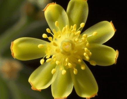 Umbellularia californica - Interstellar Blends