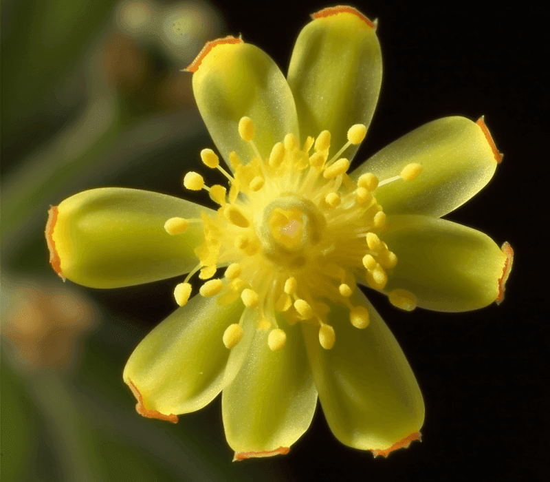 Umbellularia californica - Interstellar Blends