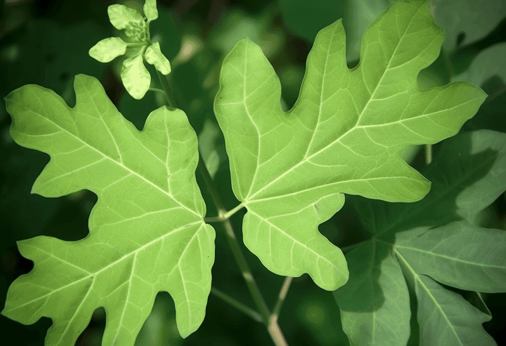 Urena lobata – A vibrant medicinal herb with pinkish-purple flowers and lobed leaves, traditionally used for its anti-inflammatory and immune-boosting properties. A powerful botanical featured in Interstellar Blends for optimal wellness.