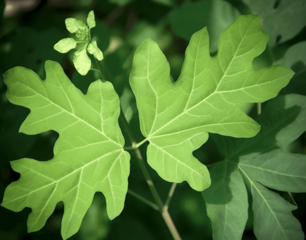 Urena lobata – A vibrant medicinal herb with pinkish-purple flowers and lobed leaves, traditionally used for its anti-inflammatory and immune-boosting properties. A powerful botanical featured in Interstellar Blends for optimal wellness.