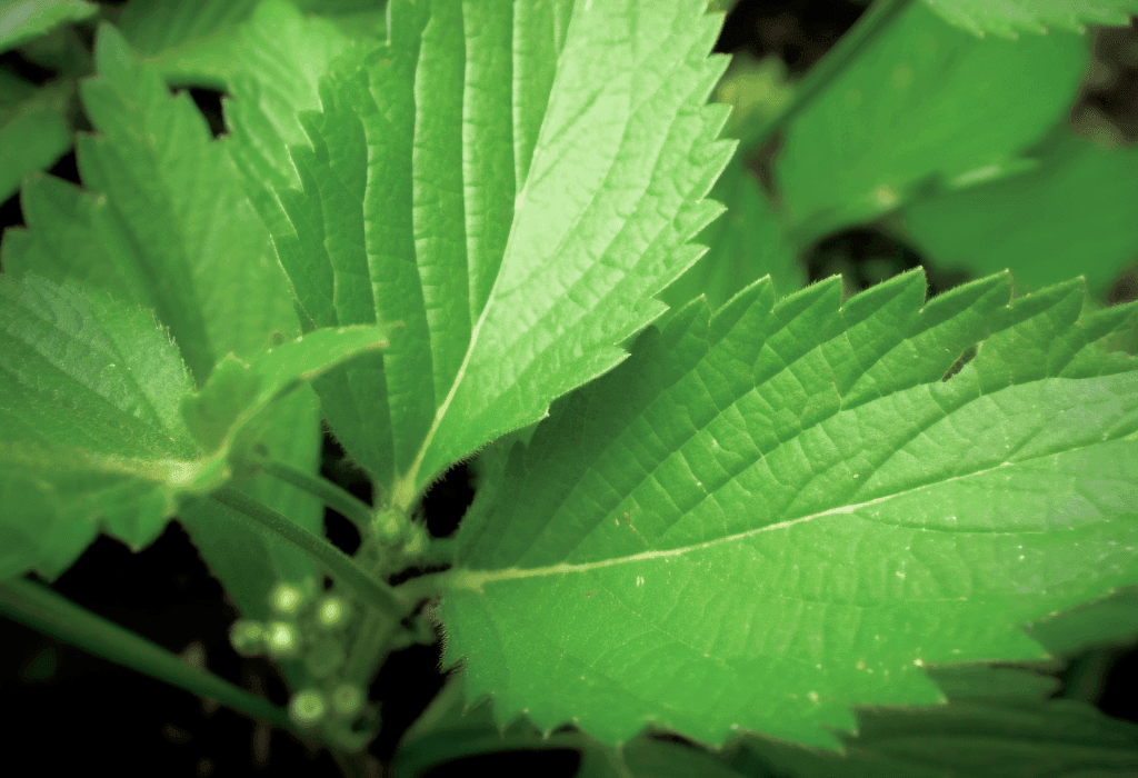 Close-up of Urtica Parviflora leaf, a potent herbal ingredient featured in Interstellar Blends for its potential health benefits.