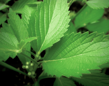 Close-up of Urtica Parviflora leaf, a potent herbal ingredient featured in Interstellar Blends for its potential health benefits.