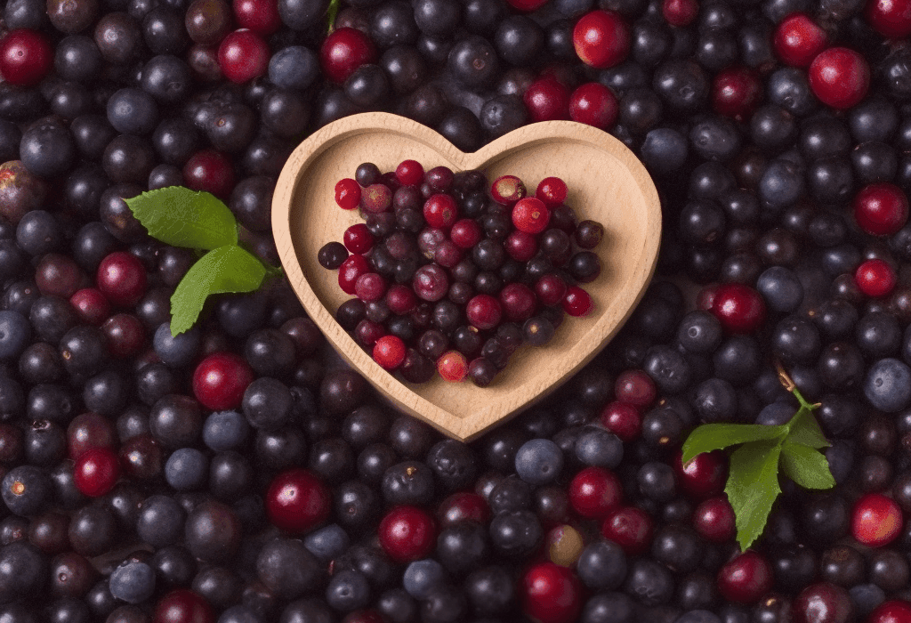 Vaccinium Meridionale Swartz – a nutrient-rich Andean berry plant featured in Interstellar Blends' herbal formulations for its powerful antioxidant and health-boosting properties.