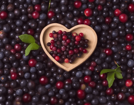 Vaccinium Meridionale Swartz – a nutrient-rich Andean berry plant featured in Interstellar Blends' herbal formulations for its powerful antioxidant and health-boosting properties.