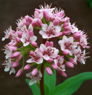 Valeriana officinalis (Valerian Root) – Sleep-enhancing herb in Interstellar Blends, reducing anxiety and promoting deep relaxation.