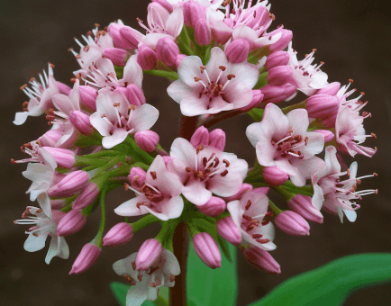 Valeriana officinalis (Valerian Root) – Sleep-enhancing herb in Interstellar Blends, reducing anxiety and promoting deep relaxation.