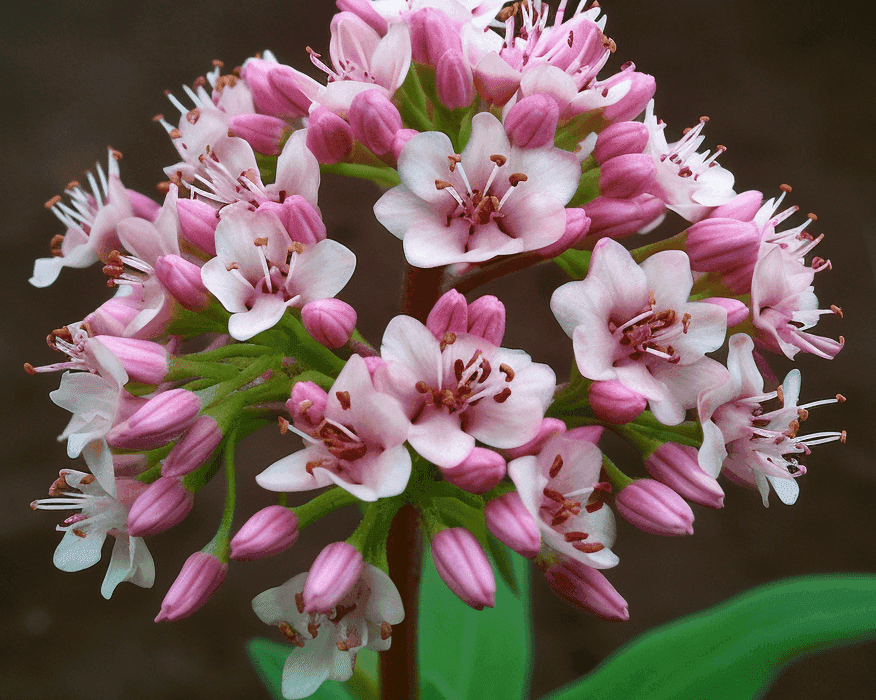Valeriana officinalis (Valerian Root) – Sleep-enhancing herb in Interstellar Blends, reducing anxiety and promoting deep relaxation.