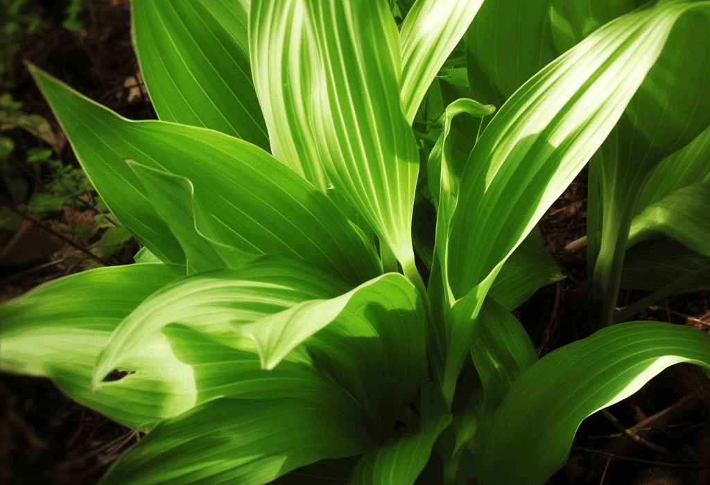 Veratrum Viride – A powerful traditional herb with striking green leaves, used in herbal formulations. Featured on Interstellar Blends for its potent botanical properties.