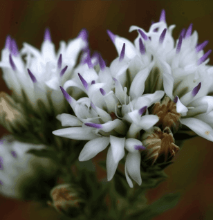 Vernonia Calvoana, a nutrient-rich leafy green, displayed fresh with vibrant green leaves. Known for its powerful antioxidant and medicinal properties, this herb is a key ingredient in Interstellar Blends' herbal formulations for vitality and wellness.